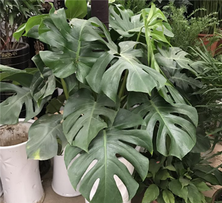 龟背竹