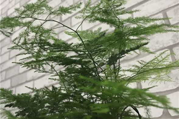 吊兰文竹发财树,夏天就得这么养,否则... 吊兰文竹发财树,夏天就得这么养,否则...