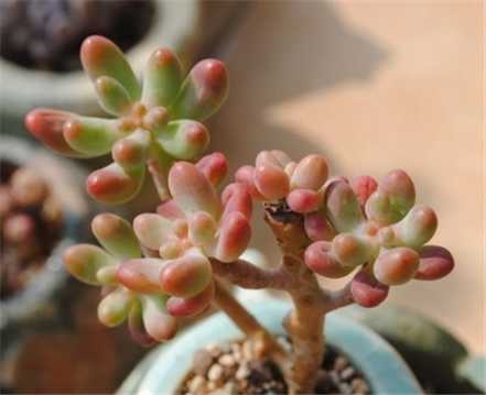 乙女心养殖对光照的要求