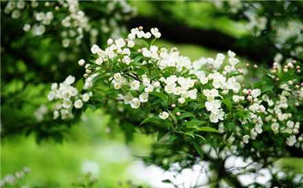 橘皮水浇花方式