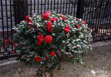 茶花