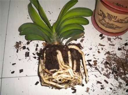 换盆