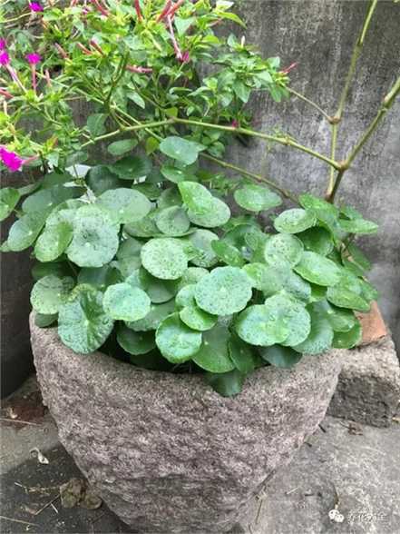 铜钱草