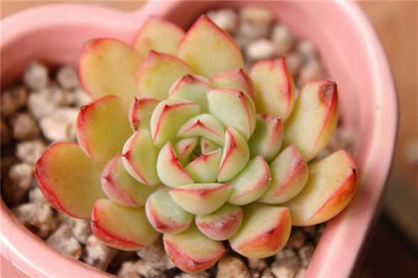 多肉植物侧芽怎么处理 多肉植物侧芽怎么处理