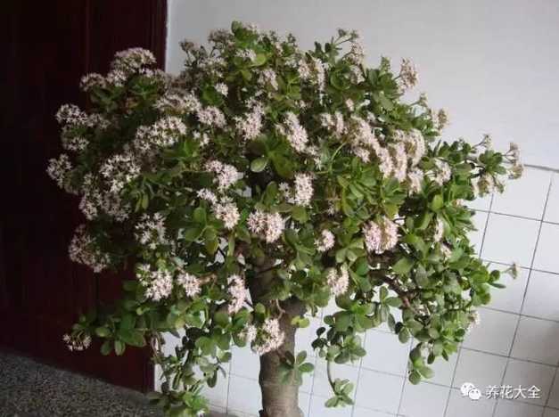 玉树