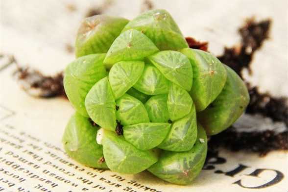 草玉露和姬玉露的区别 草玉露和姬玉露的区别