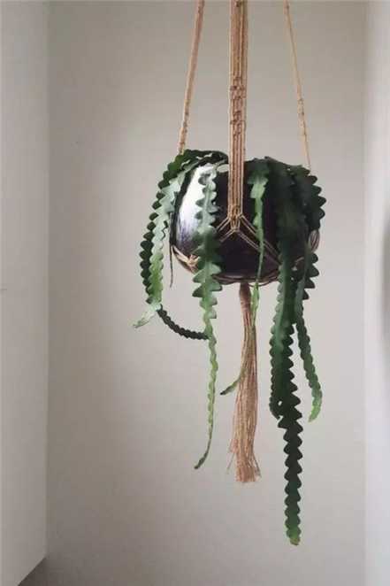 鱼骨昙花 鱼骨昙花