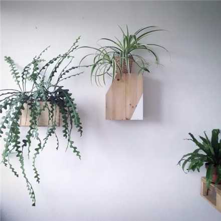 锯齿昙花 锯齿昙花
