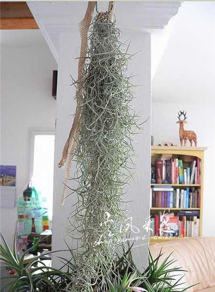 喜欢的老人须 喜欢的老人须