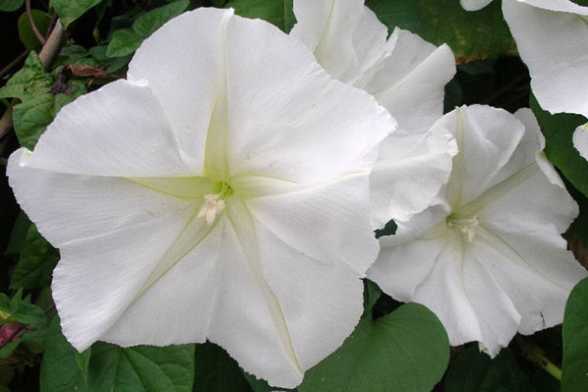 月光花的花期 月光花的花期