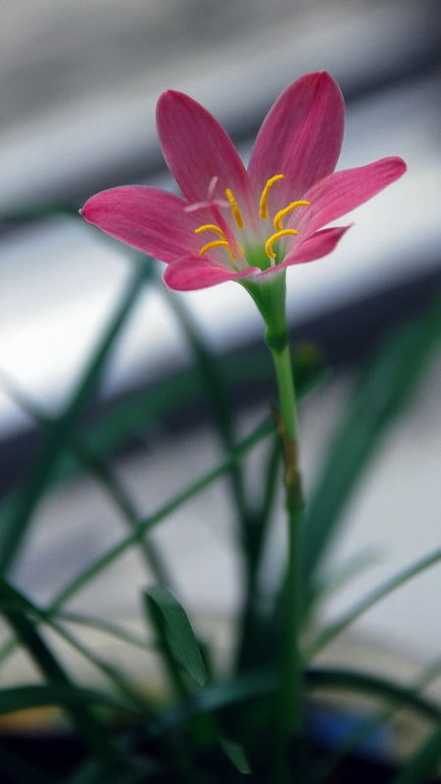 促进韭菜莲开花的小妙招