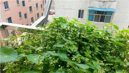 铜钱草开花图片