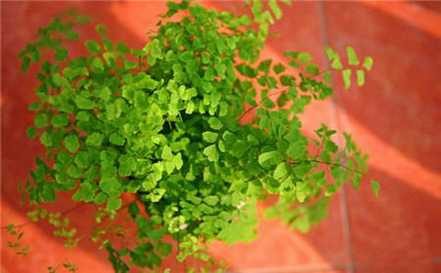 喜湿植物 喜湿植物