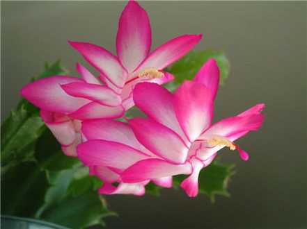蟹爪兰花期怎么提前