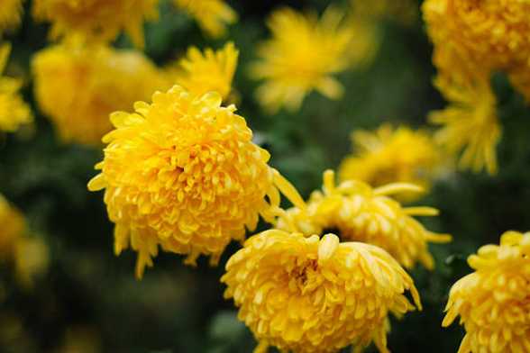 菊花也可以爆盆吗 菊花也可以爆盆吗