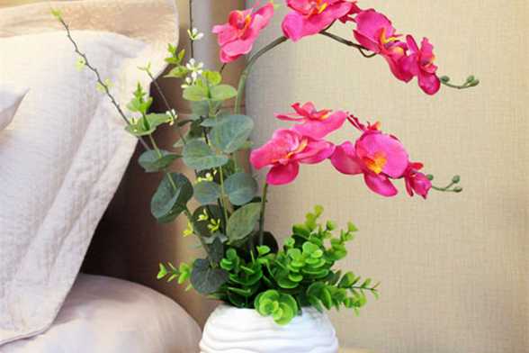 蝴蝶兰怎么催花 蝴蝶兰怎么催花