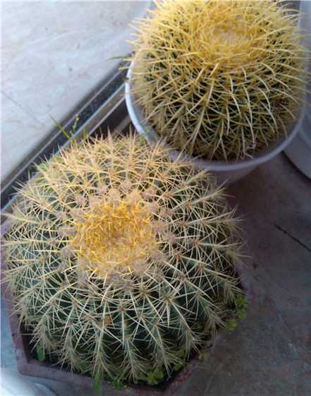 金琥球的春秋养护