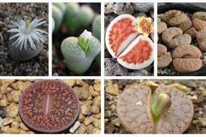 生石花常见品种