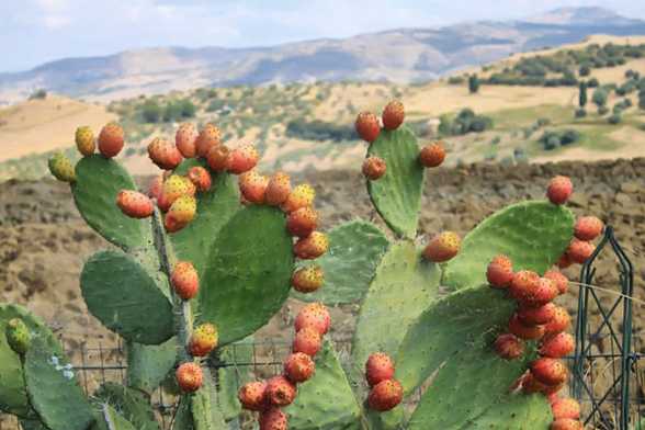 仙人掌怎么移植换盆 仙人掌怎么移植换盆