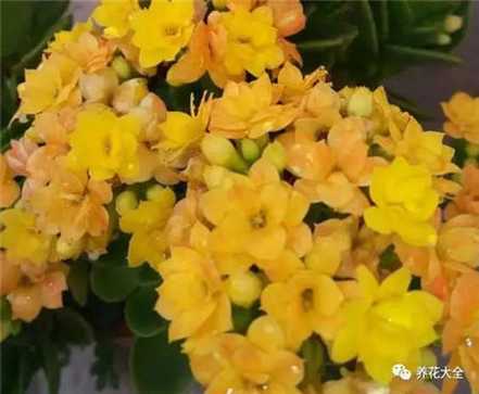 一盆长寿花