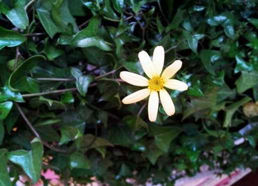 常春藤也开花