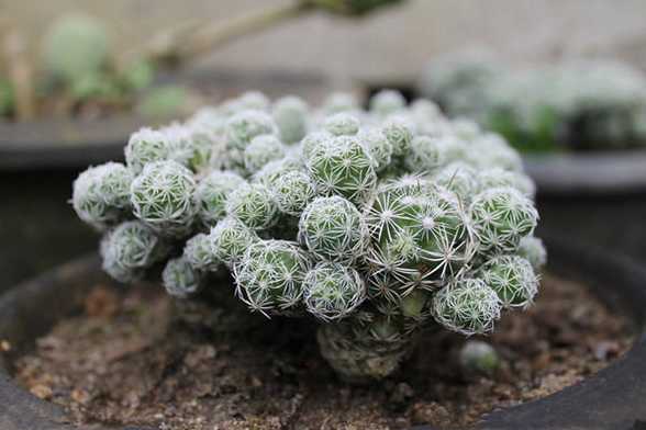仙人球水肥的管理 仙人球水肥的管理