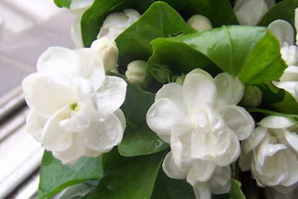 茉莉花的养殖方法 茉莉花的养殖方法