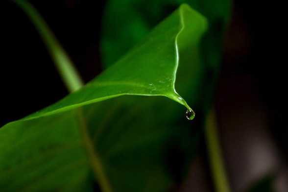 滴水观音有毒吗? 滴水观音有毒吗?