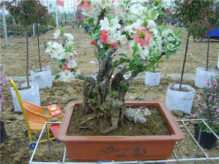 碧桃的盆景制作的养护