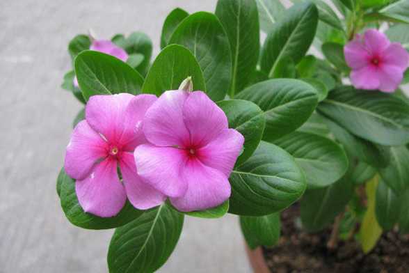 长春花(四季梅)怎么养 长春花(四季梅)怎么养
