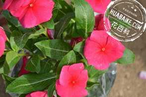 长春花对土壤要求