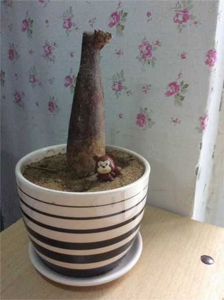 发财树要死了 发财树要死了