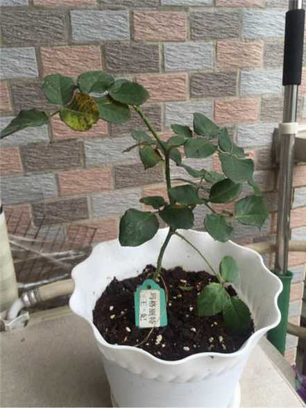 月季怎么弄花架