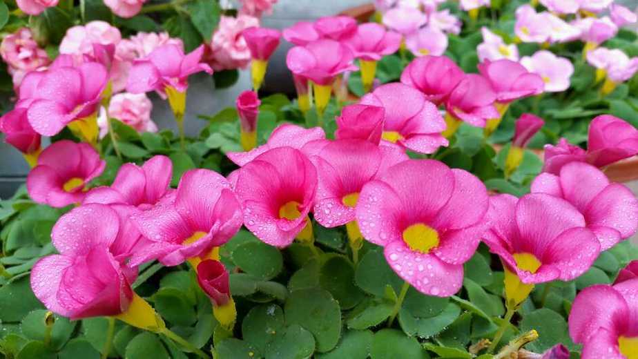 芙蓉酢浆草
