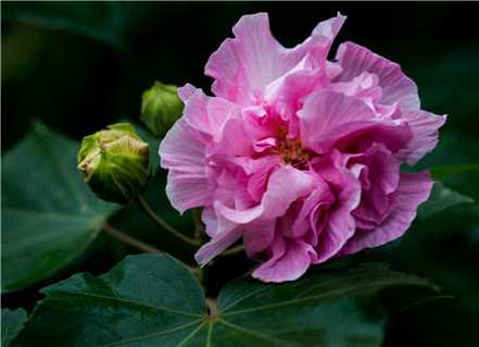 木芙蓉繁殖图