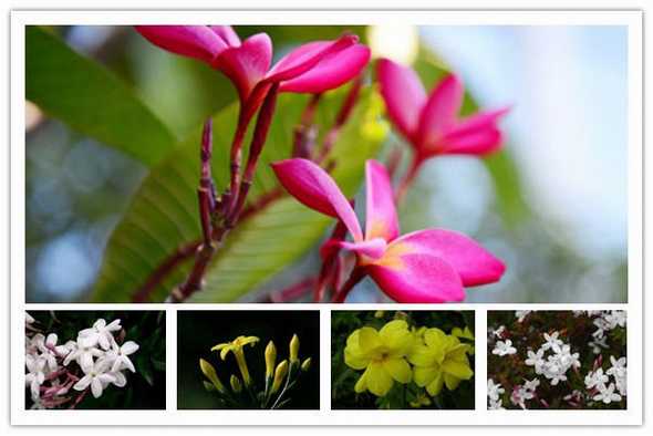 迎春花的主要品种 迎春花的主要品种