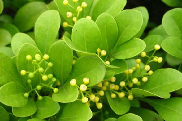 米兰花怎么浇水施肥 米兰花怎么浇水施肥