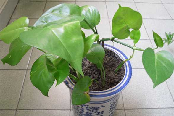 绿萝常见品种大全 绿萝常见品种大全