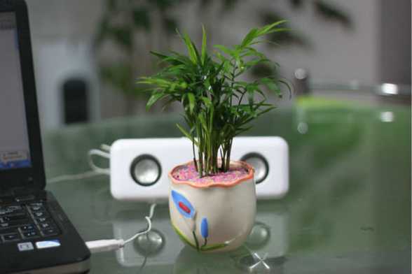 袖珍椰子怎么繁殖