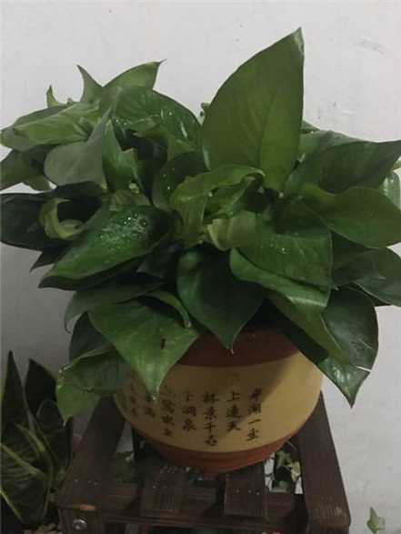绿萝怎么养不会死