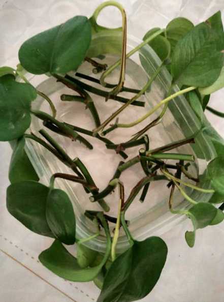 绿萝发根