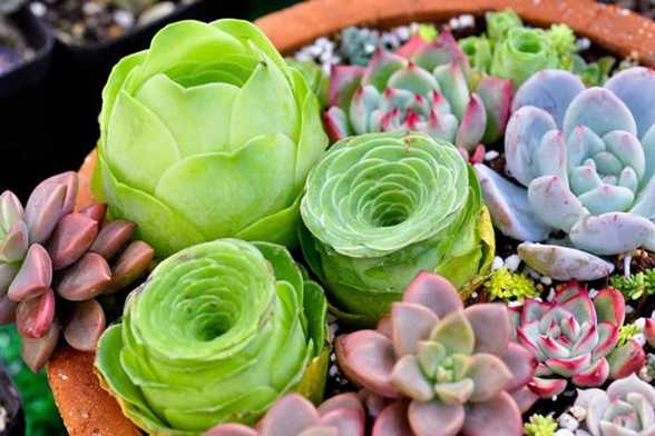 多肉植物怎么养 多肉植物怎么养