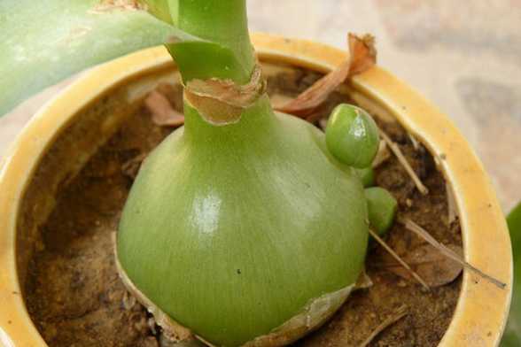 虎眼万年青的养殖方法 虎眼万年青的养殖方法