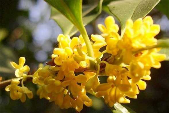 桂花怎么浇水 桂花怎么浇水