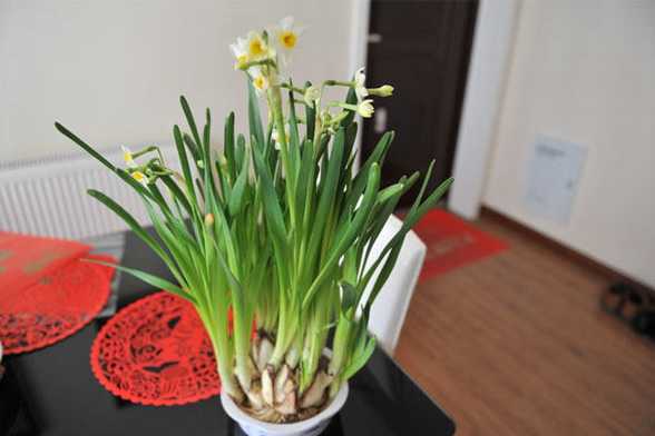 盆栽水仙花的养殖方法 盆栽水仙花的养殖方法