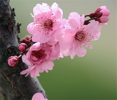 美人梅图片 美人梅图片