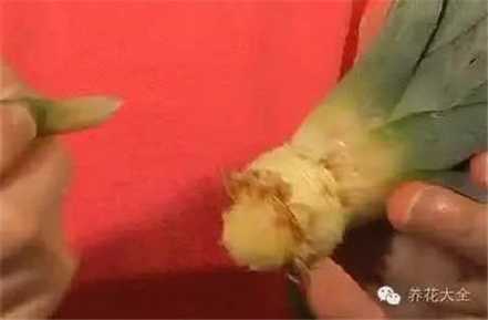 扎上牙签 扎上牙签