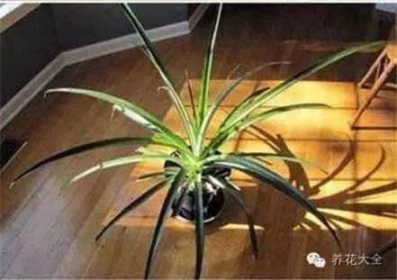 移植到花盆里 移植到花盆里
