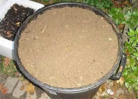 香蕉皮碎片 香蕉皮碎片