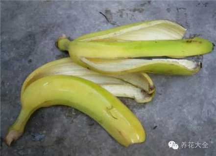 香蕉皮剁碎 香蕉皮剁碎